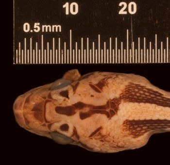 Media type: image;   Herpetology R-29241